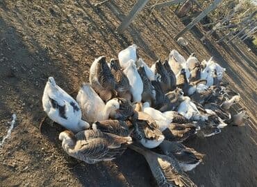 mebel ustu qazlar: Qaz sürüsü – yerli saxlanış - Növ: ev qazları (boz-ağ rəngli, böyük — 2