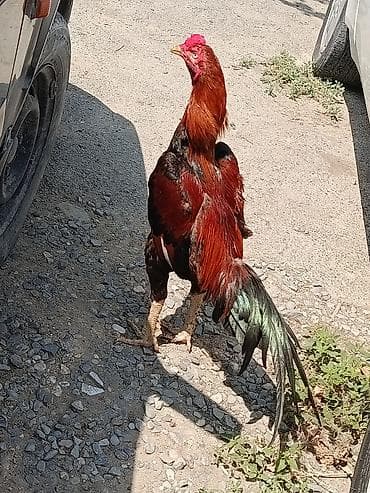 11 Aylıq becədi tayına heyvan gətirib yoxlaya bilərsiz qiymətdə — 7