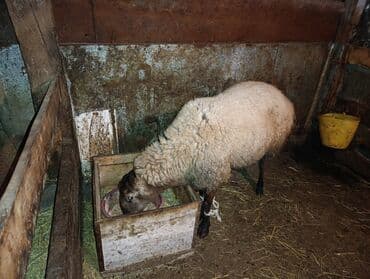 Tofas: Məhsul: Qoyun (dişi) Təsvir: - Şəkillərdə tövlədə saxlanılan, qalın — 1