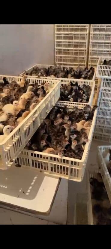 Məhsul: Təzə çıxmış hinduşka balaları (papağan – poults) Təsvir: - lalafo.az -da Məhsul: Təzə çıxmış hinduşka balaları (papağan – poults) Təsvir: -