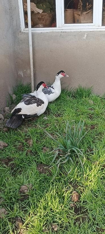 Atlar: SATILIR CÜT TƏMİZ ORGİNAL BLƏÇKHƏAT XORUZ FƏRƏ — 2