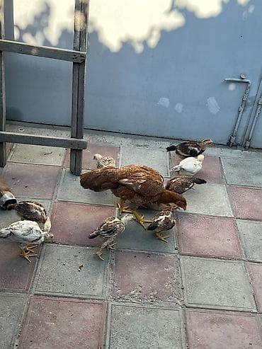 heyrati cucesi: Toyuq cücələri, Damazlıq — 6