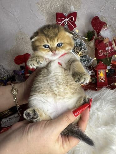 it cinsleri adları: Gold shinshilla skodish balalar — 8