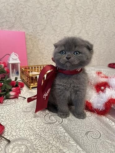 yorga at satilir: Şotland — 1