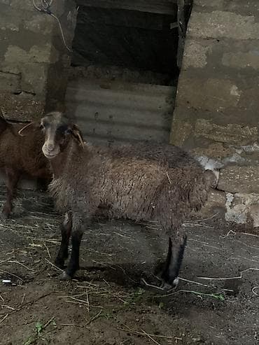 Quzu/Dişi– ətlik - Cins tipi: yerli ətlik (şişman quyruq tipli) -