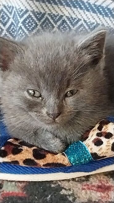 erkey danalar: Şotland, Erkək — 5