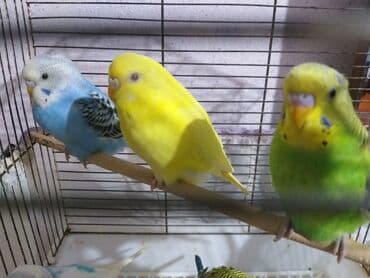 Quşlar 10azn.akiv saglamdilar lalafo.az -da Quşlar 10azn.akiv saglamdilar