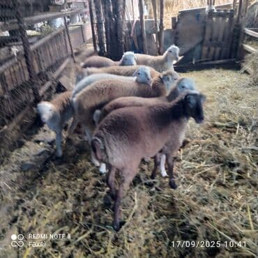 quzu qarni qiymeti: Əmlik quzular diri çəki 10 manat. Böyük quzular 9 manatdan — 7