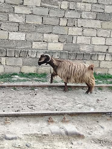 Satılır – keçilər (təsərrüfat üçün) - Növ: yerli cins keçilər -