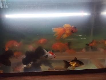 japon balığı: Oranda, Ünvandan götürmə — 8