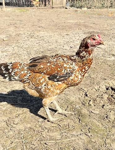 it yuvasi satilir: Toyuq, Damazlıq — 2