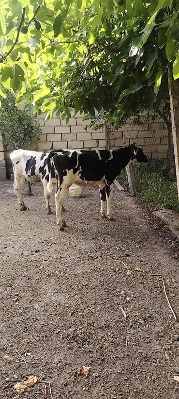 Ot yem yeyen super 2 dene Dana diwi 4 erkek 3 ayliq problemsiz lalafo.az -da Ot yem yeyen super 2 dene Dana diwi 4 erkek 3 ayliq problemsiz