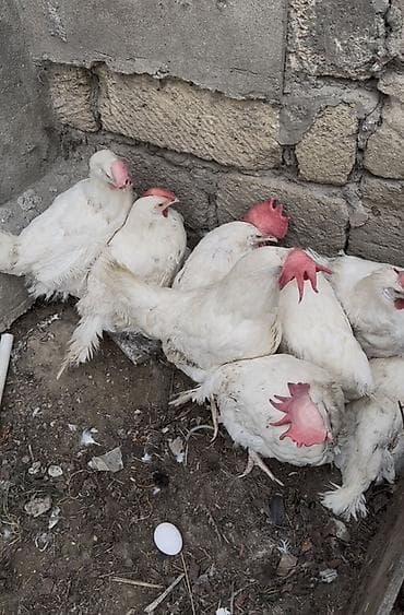 erkek it adlari: Toyuq, Liqorin, Yumurtalıq — 2