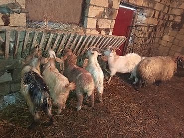 keci satan: Üç çəpiş bir qoyun bir quzudu təcili satılır vatspa AKTİVDİ — 1