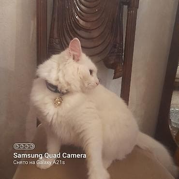 it oyuncaqlari: Tam ağ tüklü ev pişiyi - Rəng: qar kimi ağ, uzun və yumşaq tüklər - — 8