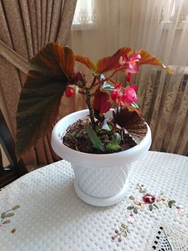 ətirşah bitkisi: Qazonlarınızı və bağlarınızı bəzəmək üçün uygundur. Gözəl görünüşü ilə — 3