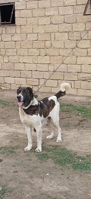 barter itlə: Qurdbasar, 4 il, Dişi — 2