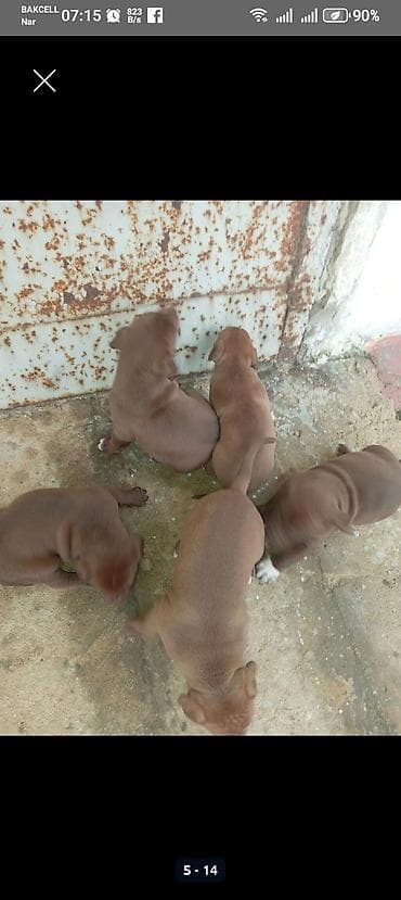 qaz heyvan: Qəhvəyi rəngli pitbull balalari. BİR aylıqdır lar. Şəkillərdə sonda — 3