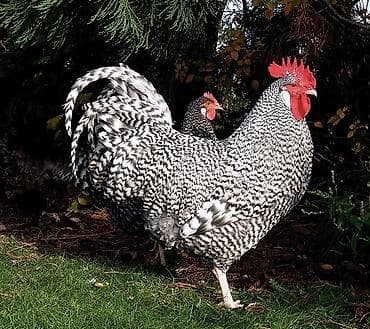 Orginal çil xarko toyuq cüceleri satilir qiymet yumurta 1.50 cüce 2