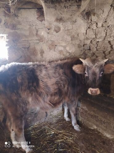 inək öd daşı: Saxlama şəraitində çəkilmiş yerli cins buğa/dana. Xüsusiyyətlər: - — 1