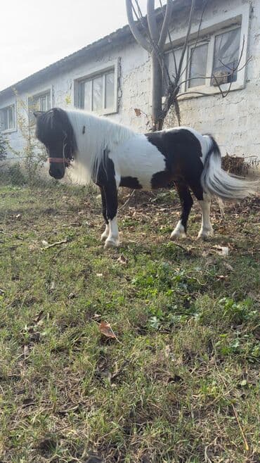 dovşan şəkilləri çəkmək: Miniatür poni – rəngli (qara-ağ və qəhvəyi-ağ), qalın yal və quyruqlu — 2