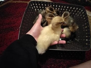 lavanda ördək: Macar lavanda lal ördək sağlamdırlar . 6günlük mayalanıb vitaminləri — 6