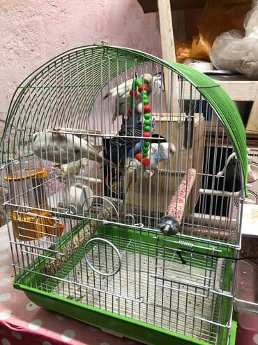 2cut 2erkey 2disi. 1illik quslardir tam saglamdir. qefes qarisiq lalafo.az -da 2cut 2erkey 2disi. 1illik quslardir tam saglamdir. qefes qarisiq