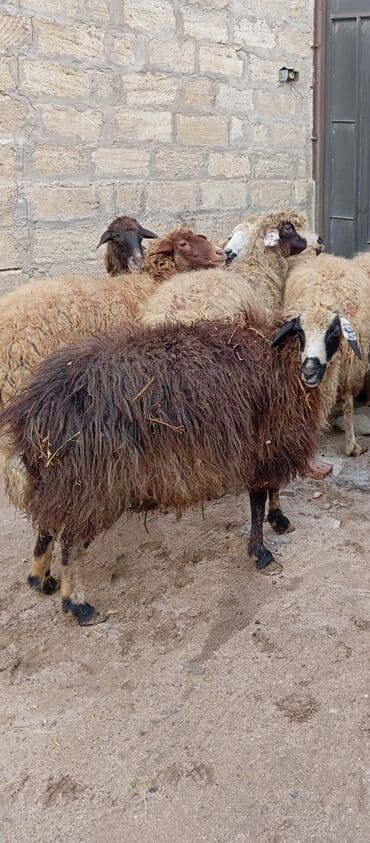qoyun şəkli: Salam ünvan Bakıin maştağa kendi obşi 10 baş qoçnu almış boğaz — 5