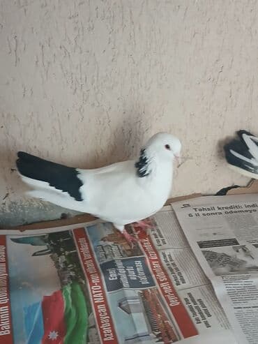 arpa bugda: Məhsul: Yerli dekorativ göyərçinlər (cüt) Təsvir: - Rəng: ağ əsas — 2