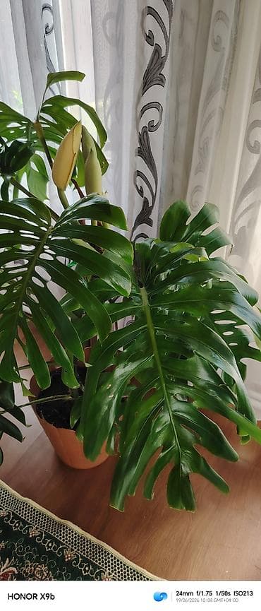 monstera bitkisi: Monstera deliciosa (Şveytsariya pendiri bitkisi) – iri, deşikli və — 5