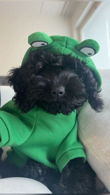 ev itlerinin satisi: Pudel, 2 il, Dişi, Peyvəndli, Ünvandan götürmə — 2