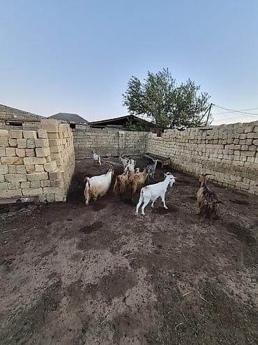 saanen kecisi: 2dənədə balalı keçi içində Bozbaş və anglo-nubian qarışığı yerli — 9