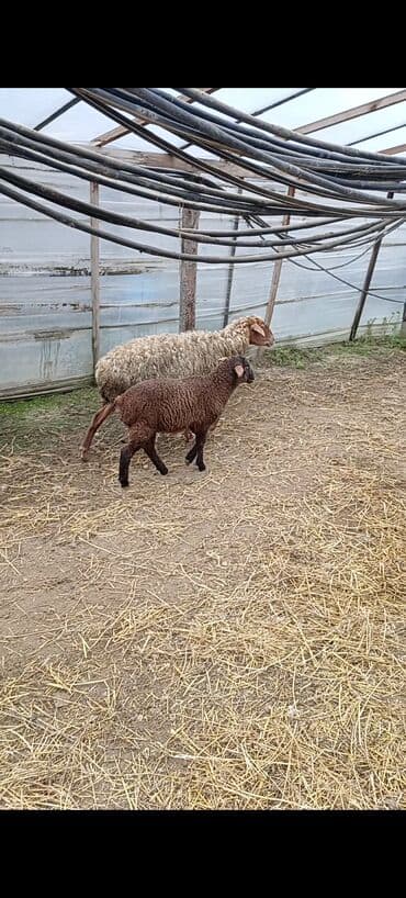 baki heyvan satisi: Dişi, Qala, il: 1, 50 kq, Damazlıq, Ünvandan götürmə — 2