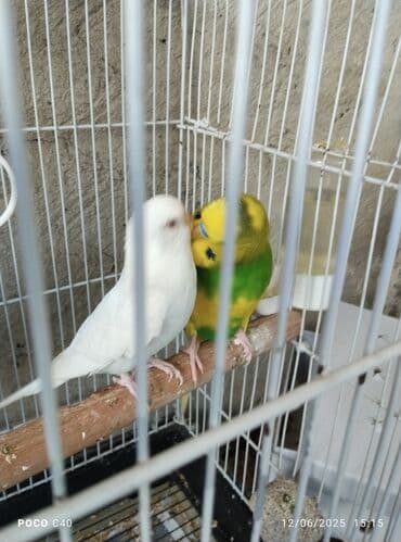 клетки для попугаев купить: Hazir cuttttu — 2