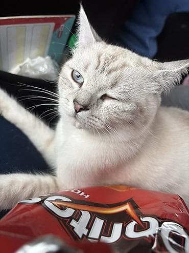 british pişik: Britan, Cütləşmə üçün — 2