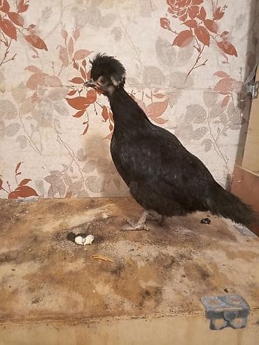 Pişiklər: Toyuq, Damazlıq — 3