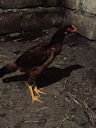 cucə satılır: Toyuq cücələri, Damazlıq — 9