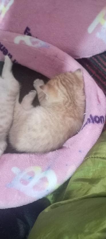 pisik sekileri: Britan, Yaxşı əllərə — 8