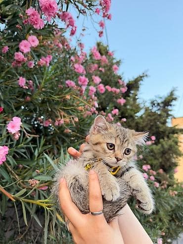 pişik sarı: Məhsul: Sarı zilli pişik yaxalığı Təsvir: - Parlaq sarı rəngdə, şirin — 10
