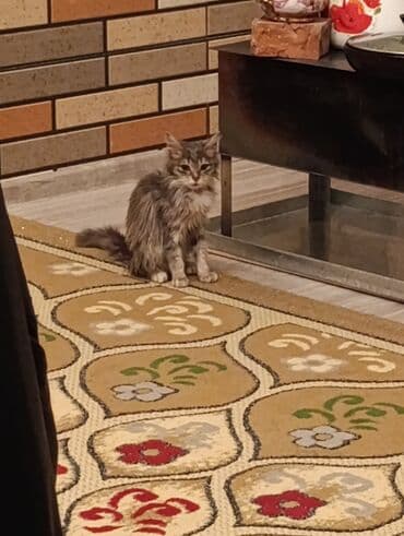 Yaxşı əllərə lalafo.az -da Yaxşı əllərə