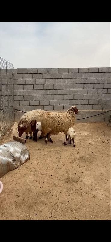 heyvan sahibləndirmə: Mal-qara: ana qoyunlar və quzular Təsvir: - Qapalı həyətdə saxlanılan — 7