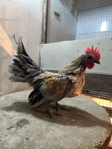 Коровы, быки: Salam tam sağlam heyvandı boş bekar adamlar narahat etməsin — 2