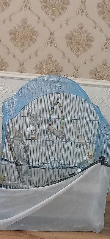 попугай жако купить в баку: 2 QƏFƏS SU QABLARI GÜZGÜ BİR SÖZLƏ TAM AKSESUARLARINymph paraket — 3