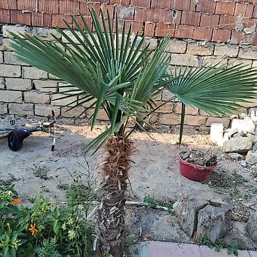 agac satiram: Yelpək yarpaqlı palma ağacı – Trachycarpus fortunei (Həştərxan/Çin — 3