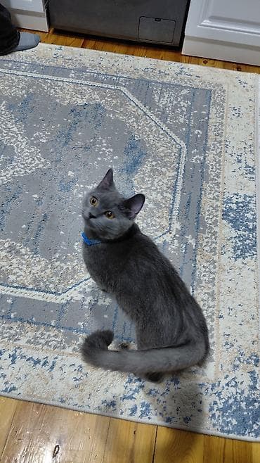 wotland pişiyi: Britan, Erkək, Yaxşı əllərə — 3