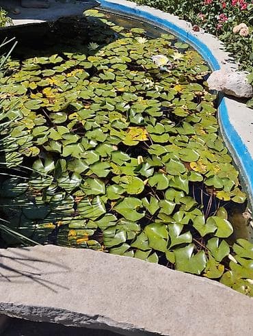ev bitkisi: Hovuzlar üçün su zanbağı (Nymphaea) rizomları/saplaqları lotos bitkisi — 2