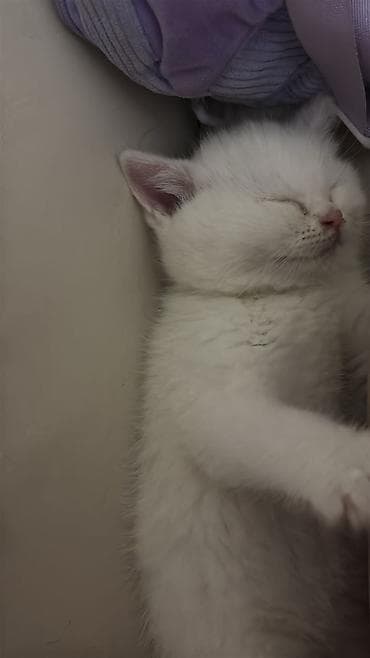 cuce yemi: Qızıl şinşilla — 8