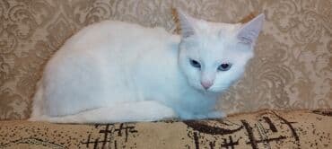 maraqli pişik adları: Dişi, Yaxşı əllərə, Ünvandan götürmə — 6