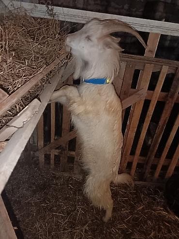 qaz ördək satışı: Saanen keçiləri satılır macar sortu, rusiya sortu isveçrə sortu — 6