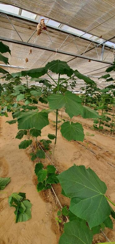 uzum tingləri: Paulownia (adem agaci) hal hazirda var 2 illik ağaclardı uzunlugu 3 — 11